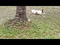 TheRabbit🐇🐇JumpingOnTheGrass ||zeph vlogz||