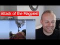 Rob Reacts to... Ozzy Man: Magpies - The Scariest Creature in Australia!