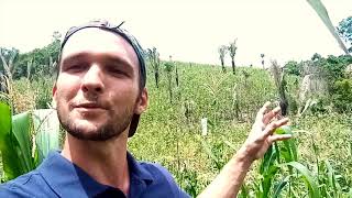 THANK YOU for supporting AGROFORESTRY in Guatemala