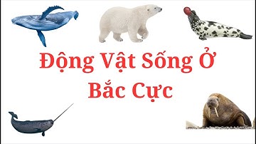 Trẻ bắt đầu học nói qua các loài Động Vật Sống Ở Bắc Cực