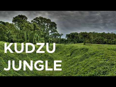 Eating kudzu, the vine that ate the South/UNC-TV Science