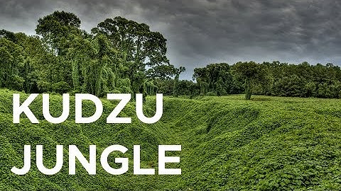 Eating kudzu, the vine that ate the South | Sci NC