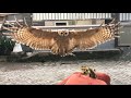 STRIX SELOPUTO / SPOTTED WOOD OWL AMAZING FLY IN SLOW MOTION