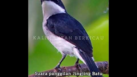 Suara panggilan burung JINGJING BATU  super jernih Volume power full