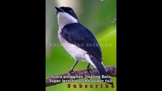 Suara panggilan burung JINGJING BATU  super jernih Volume power full