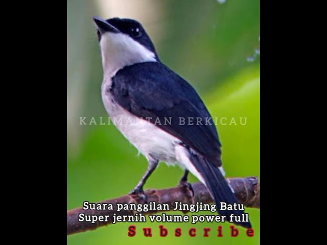 Suara panggilan burung JINGJING BATU  super jernih Volume power full class=