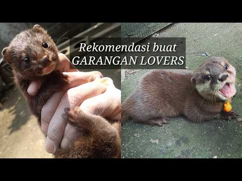 Video: Perbezaan Antara Mink Dan Musang