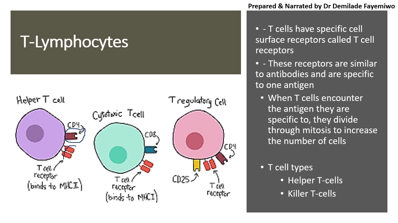 Chapter 11.2: Immunity - Lymphocytes - YouTube