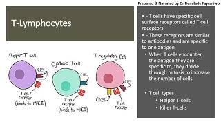 Chapter 11.2: Immunity - Lymphocytes