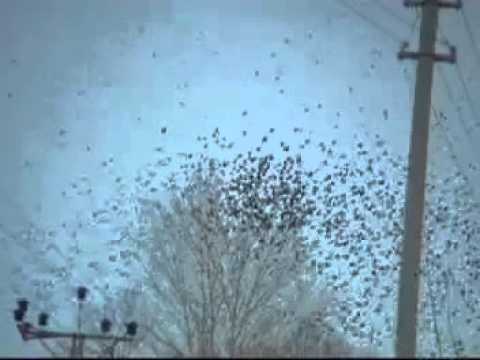 Beytocan Agir Ketye Dilêmin Mp4