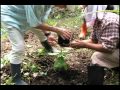 CACAO TREE PLANTING  Alynna Misolas - YouTube