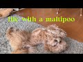 Life with a Maltipoo 🤎 Weekend vlogs 🐾 treats time & trimming 🐶