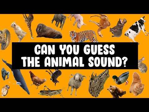 Can You Guess