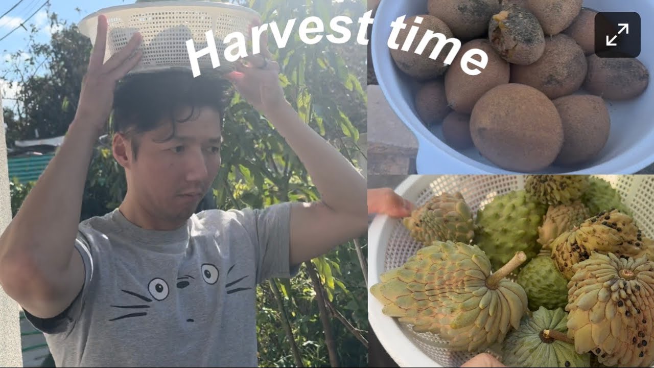 Harvesting Molix sapodilla/AP2 atemoya and updating on my 9 mango trees.