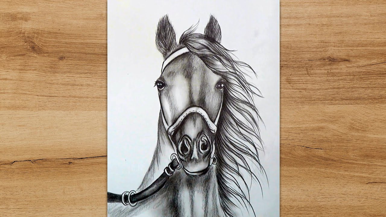 How to Draw a Horse Head Step by Step | Horse head drawing, Realistic  animal drawings, Horse art drawing