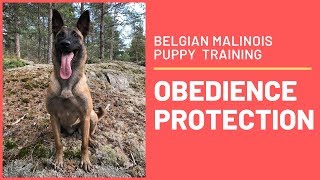 How to train a puppy obedience without force with Emma Willblad !!!