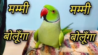 Parrot talking Mummy  PaPa Video || Ringneck Parrot sound