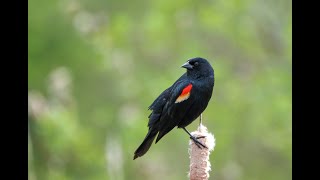 9 Birds of North America (Learn Bird Sounds) screenshot 3