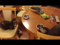カワウソ劇場 やらかしちまったぜぃ(;・・)