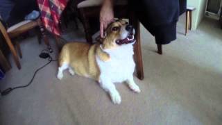 Broading corgi receives happy pets (part 3)