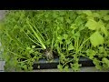 Starting celery seedlings and separating them easier and better way to grow celery