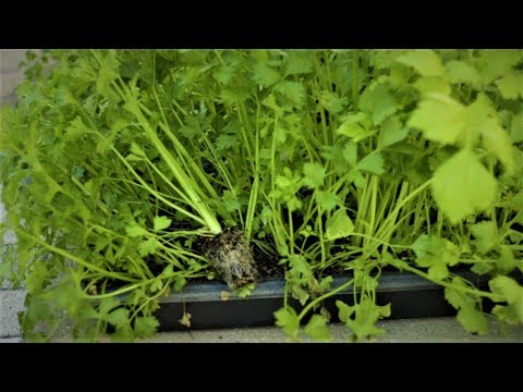 Video: Growing Seedlings Of Celery And Parsley