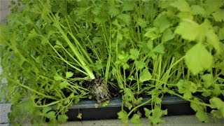Starting Celery seedlings and separating them, easier and better way to grow celery