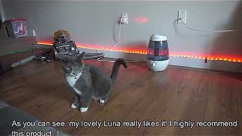 FLYNIGO Laser Pointer for Cats (Quick Review)