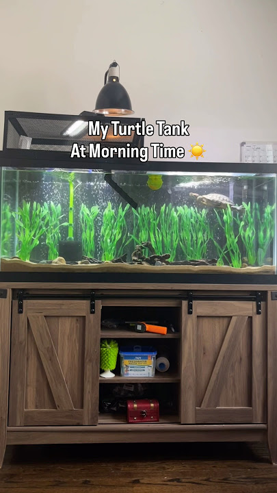 My Turtle Tank At Morning Time Vs Evening Time! #animalshorts #petturtle #reptiles