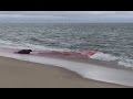 Great white shark seal attack in cape cod caught on camera