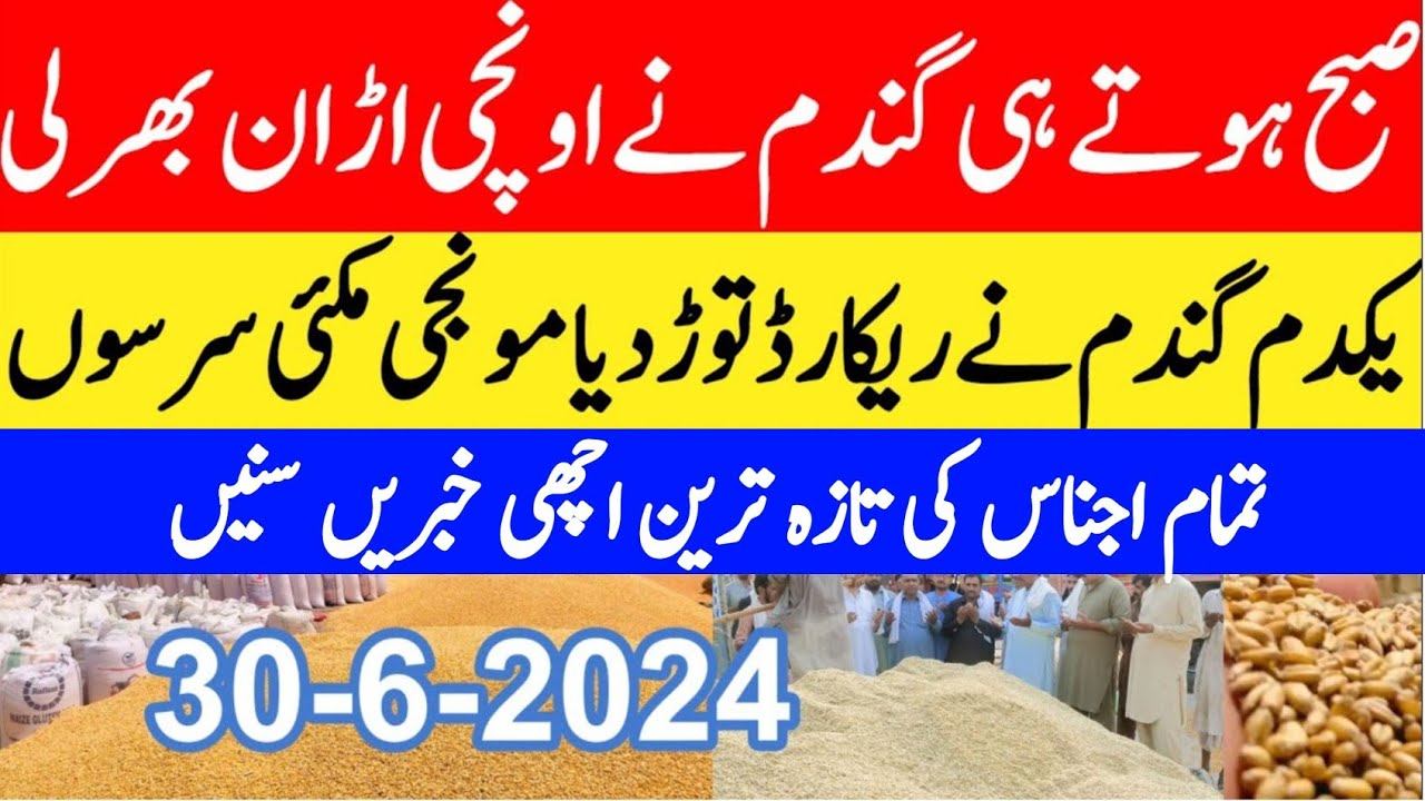 gandam rate today/wheat price today in punjab/ Makki ka rate today ...