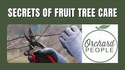 Three Secrets of Young Fruit Tree Care | Orchard People