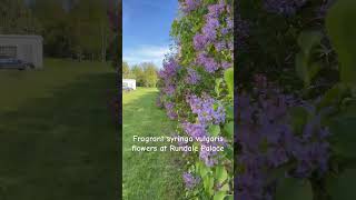 Fragrant syringa vulgaris flowers at Rundale Palace, Latvia #shorts #lilac #rundale #chojus #최대석가이드