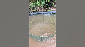 Câu nhiều cá tôm sông suối với con gà - lưới câu cá siêu dính #shorts  #fishing  #fishingnets