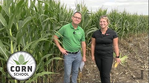 Corn School: Harvesting silage in a stressful year