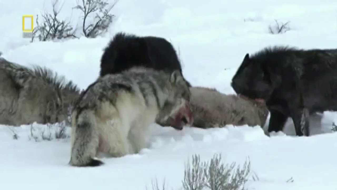 волчья охота на оленя