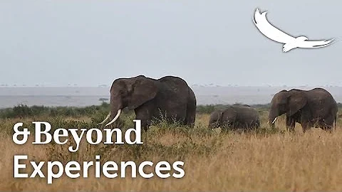 Experiences TV | Mini Mara Safari | Masai Mara | E...