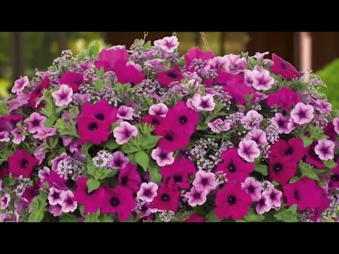 Video: Geranium (40 Fotografija): Kako Se Pravilno Brinuti Za Vrtni Višegodišnji I Jednogodišnji Cvijet? Značajke Sadnje Na Otvorenom Tlu. Kako Izgleda Geranija?