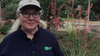 Plant to Know: Red Yucca