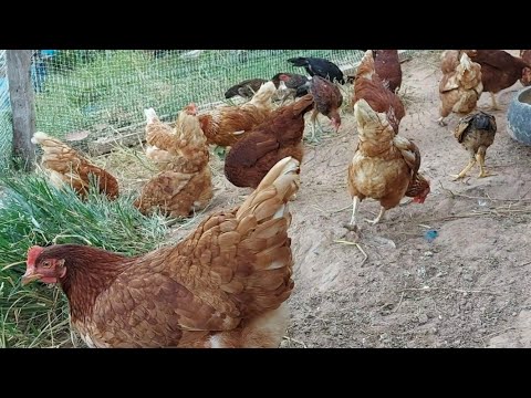 7 เรื่องต้องรู้ สำหรับมือใหม่ การเลี้ยงไก่ไข่
