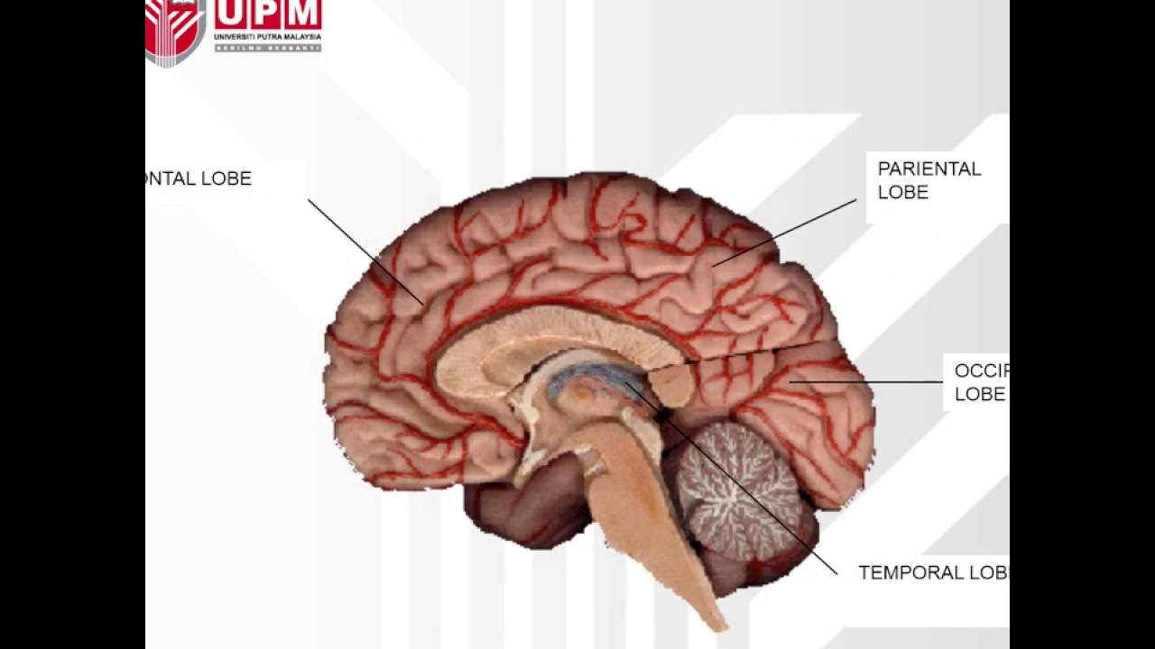 Split brain. Corpus callosum. Мозолистое тело головного мозга. ЭМОДЖИ мозг.