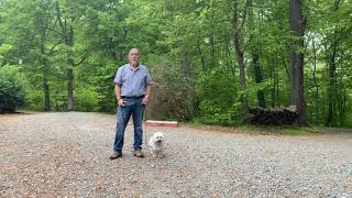 Coton de Tulear Puppy Training   Winston Salem NC | Madison