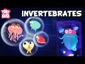 Exploring The Fascinating World Of Invertebrates In The Animal Kingdom