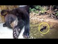 This Baby Bear Was Stranded Alone By A River  Then It Found Safety In The Most Extraordinary Way