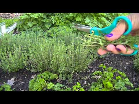 Harvesting Thyme