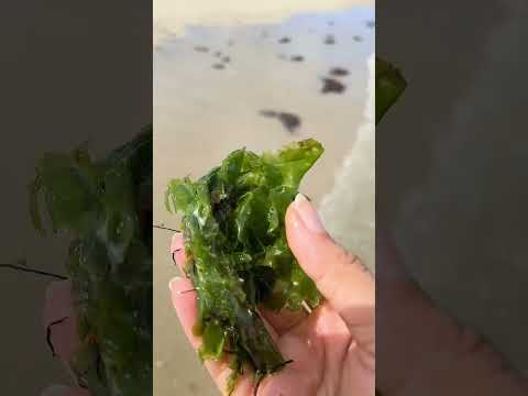 انصحكم بجمع اعشاب البحر رائعة للجسم