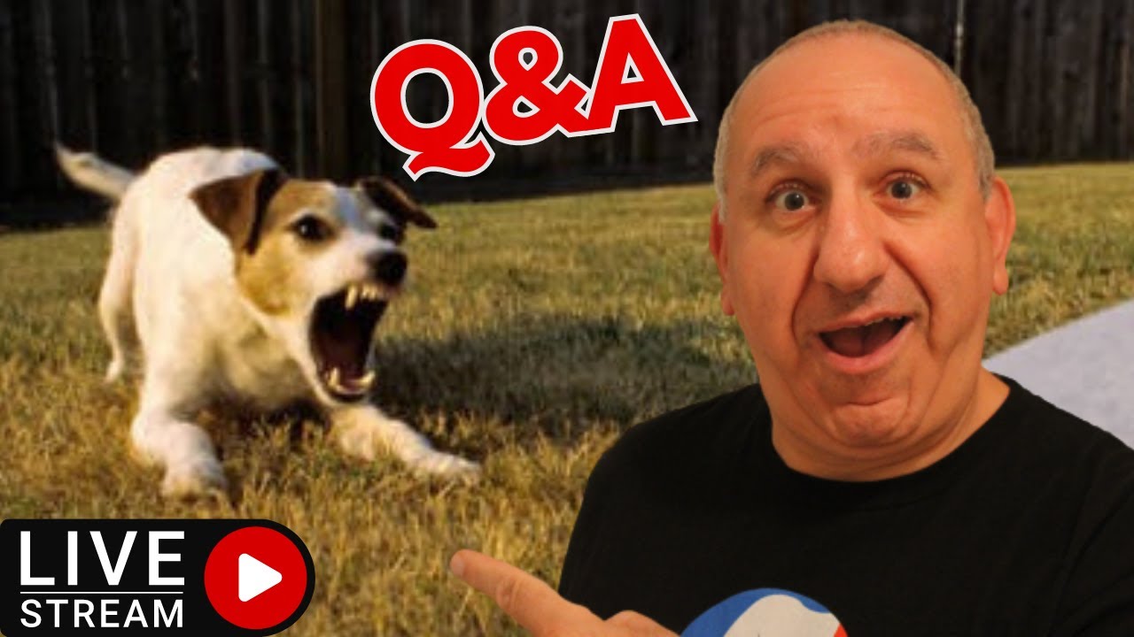 All About Dogs Do s And Don ts Of Living With A Dogs YouTube all-about-dogs-do-s-and-don-ts-of-living-with-a-dogs-youtube