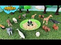 Animal Bath Time!! &quot;Jungle Daddy&quot; schleich mojo tomy zoo animals for kids
