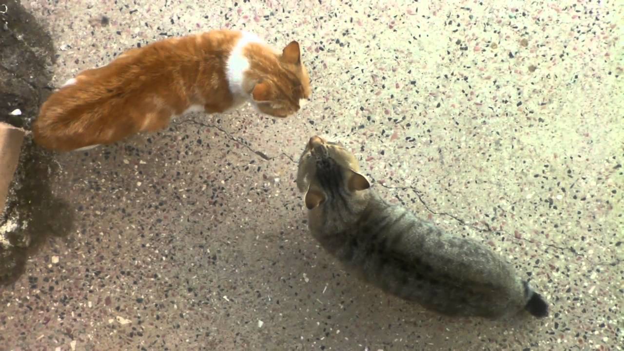 kedi sesleri YouTube