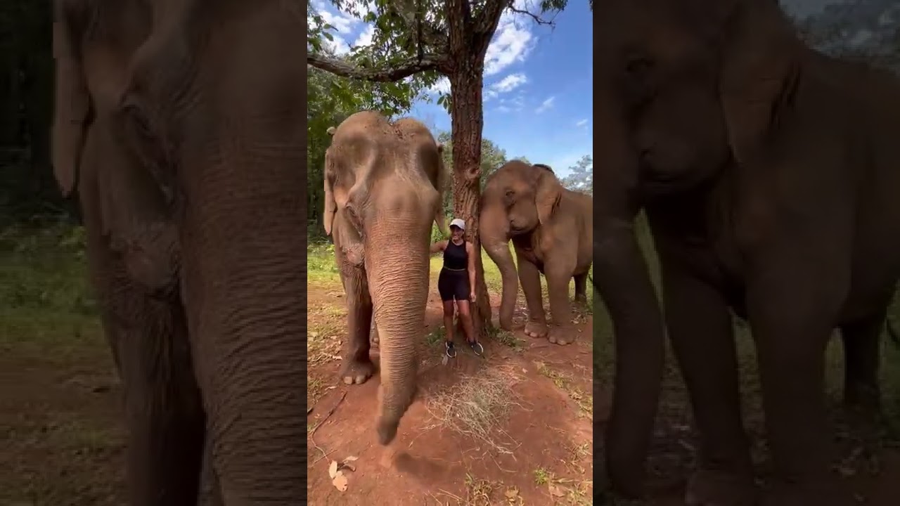 Elephant Sanctuary in Cambodia